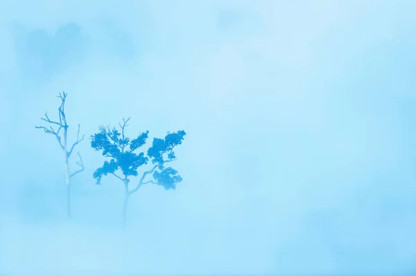 Vista Aérea Par Grandes Árboles Niebla Mañana Muertos Vivos Escena — Foto de Stock