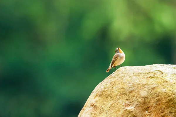 Söt Liten Röd Halsade Flycatcher Sitter Stenen Isolerad Suddig Grön — Stockfoto