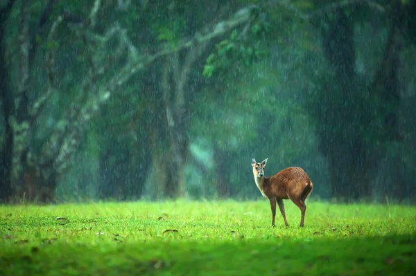 Liten Räka Som Går Grön Gräsmark Regnet Khao Yai Nationalpark — Stockfoto