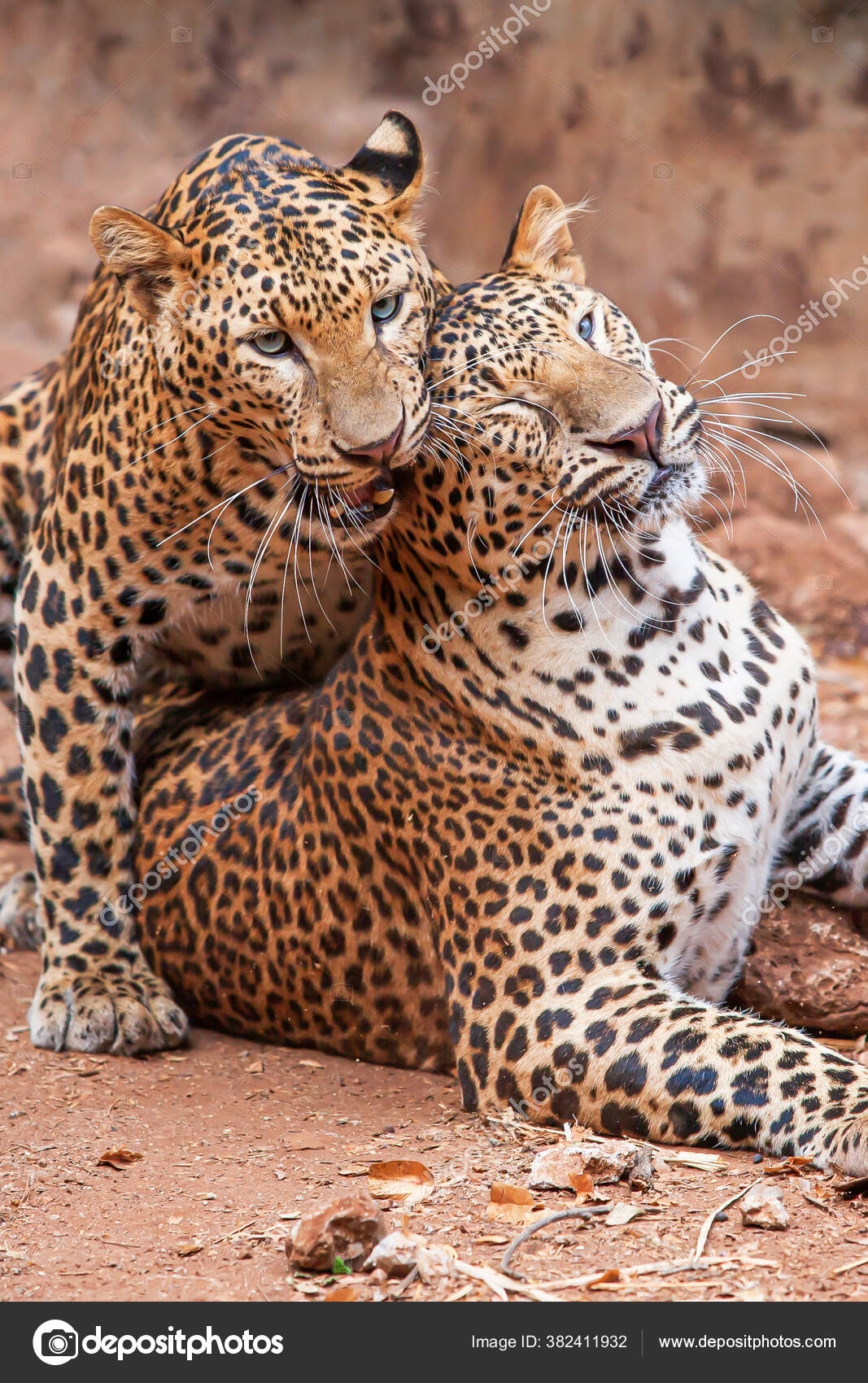 Zwei Indochinesische Leoparden Pflegen Und Spielen Auf Unbefestigtem Boden Blaue Stockfotografie Lizenzfreie Fotos C Taneso99o Depositphotos