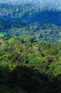 Sabahları ilkel tropikal ormanın havadan görünüşü, gündoğumu yeşil dallara ve antik ağaçların dallarına vuruyor. Khao Yai Ulusal Parkı, Tayland, UNESCO Dünya Mirası Bölgesi.