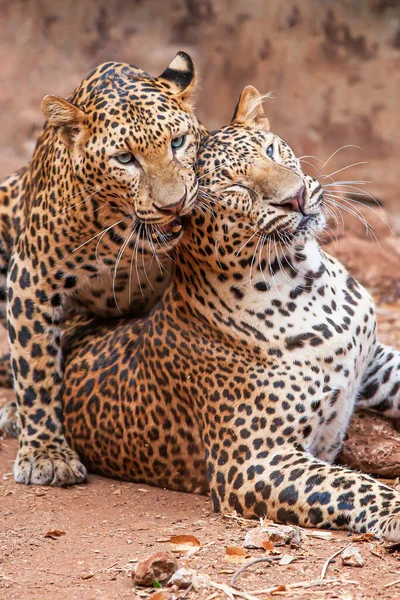 Dois Leopardo Indochinês Preparando Jogando Chão Sujeira Olhos Azuis Olhando — Fotografia de Stock