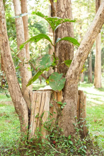 Silny Wzrost Drzewa Tekowego Martwym Pniu Drzewa Tekowego Żywy Lub — Zdjęcie stockowe