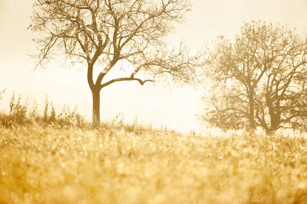 日の出に輝く露と黄金の草原で魔法の時間 裸の木の背景にクモの巣で覆われていた 選択的焦点 — ストック写真