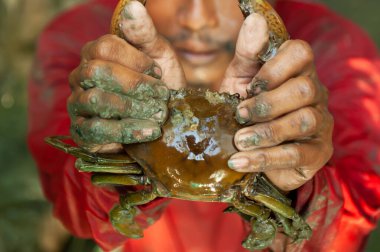 Mangrov ormanında elinde mangrov yengeci tutan Asyalı bir balıkçının yakın çekimi. Mangrov yengecine odaklan. Yüksek açı görünümü.