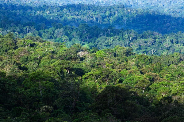Повітряний Вид Первісного Тропічного Лісу Вранці Сяє Зеленими Гілками Гілочками — стокове фото
