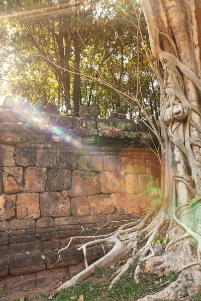 Parede Tijolo Antigo Velha Árvore Banyan Nascer Sol Raio Sol — Fotografia de Stock