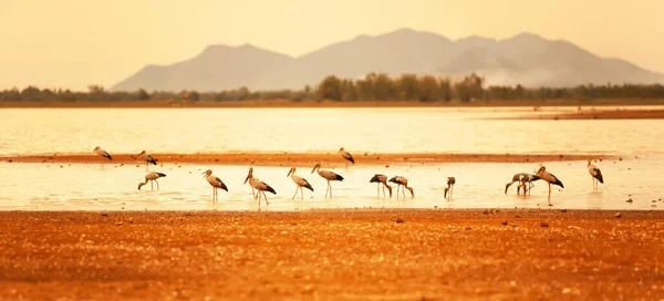 A flock of Asian openbill feeding on the dry lake bed on a hot summer day, smoke and mountain in the backgrounds. Climate change concept.