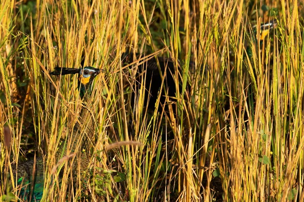 Зблизька Два Павичі Які Живляться Насінням Рису Полі Національний Парк — стокове фото
