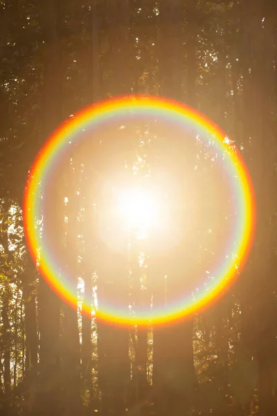 太陽からの魔法の円の虹の光線は森を通して輝きます — ストック写真