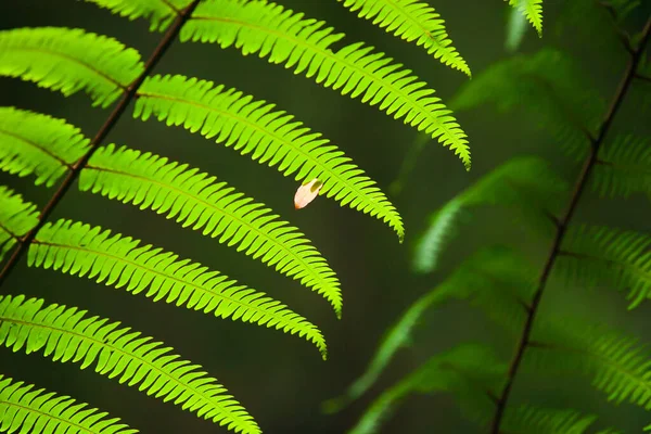 特写的一小片粉色叶子落在热带森林明亮的绿色蕨叶上模糊了背景 雨季的自然景观 专注于一点粉色叶子 — 图库照片