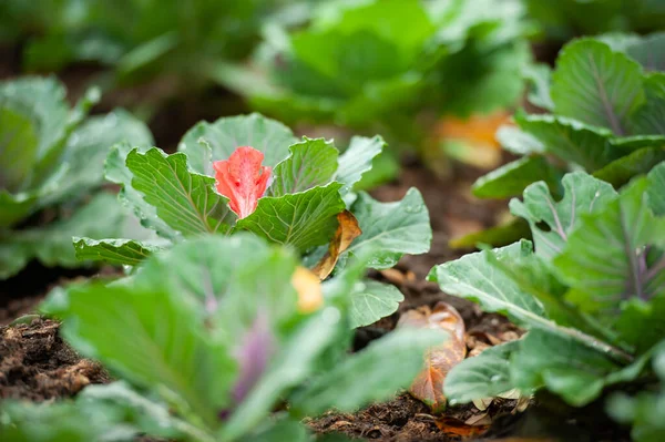 Tembakan Dekat Bunga Rododendron Merah Muda Jatuh Pada Kubis Menuju — Stok Foto