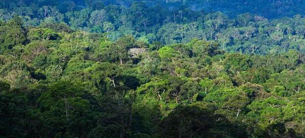 Повітряний Вид Первісного Тропічного Лісу Вранці Сяє Зеленими Гілками Гілочками — стокове фото