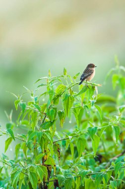 Tatlı dişi Pied Bush Sohbeti kış sabahı vahşi ağacın dalına tünemiş. Khao Yai Ulusal Parkı. Tayland. UNESCO Dünya Mirası Alanı. Kuş göçü.