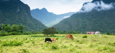 Sığır sürüsü sakin bir vadide otluyor, dağlar ve sabah sisi arka planda, Kuzey Laos kırsal kesiminde.