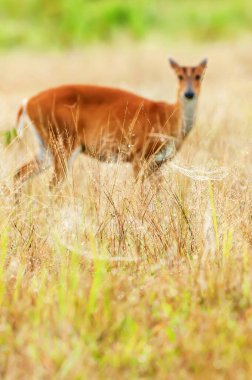 Çimenlerde asılı soyut örümcek ağı ve arka planda bulanık geyik yavrusu. Khao Yai Ulusal Parkı, Tayland, UNESCO Dünya Mirası Bölgesi. Örümcek ağına odaklan.