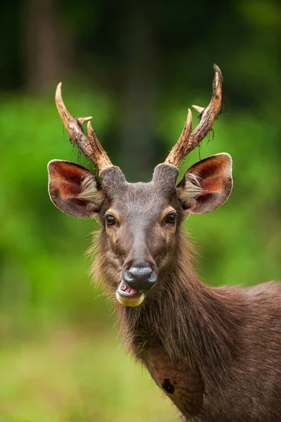 愛らしいオスのサンバー鹿の肖像は 緑の草原で野生の果物を食べるのを楽しむ カオヤイ国立公園 ユネスコ世界遺産 — ストック写真