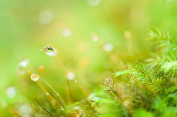 Close Shot Pure Raindrops Green Moss Tropical Forest Bright Green — Stock Photo, Image