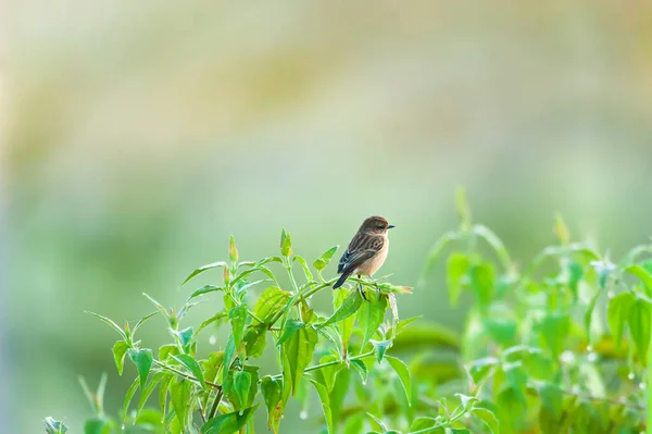 Entzückende Weibliche Rattenbusch Chat Hockt Auf Dem Zweig Des Wilden — Stockfoto