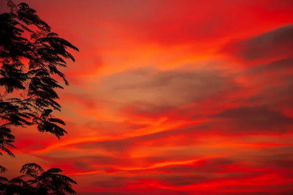 Ciel Couchant Dramatique Dessus Une Forêt Tropicale Branches Silhouette Arbre — Photo