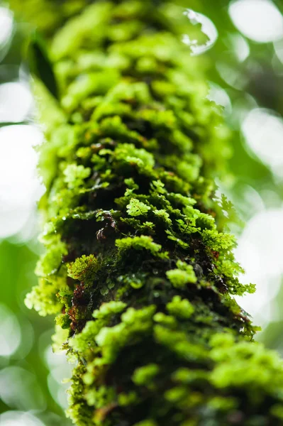 茂盛的绿色蕨类生长在热带树干上 森林的背景模糊不清 有选择的重点 — 图库照片