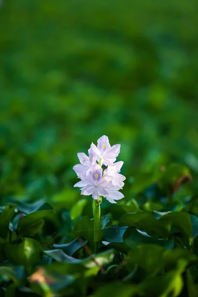 Blooming Purple Flower Morning Light Common Water Hyacinth Bloom Floating — Stock Photo, Image