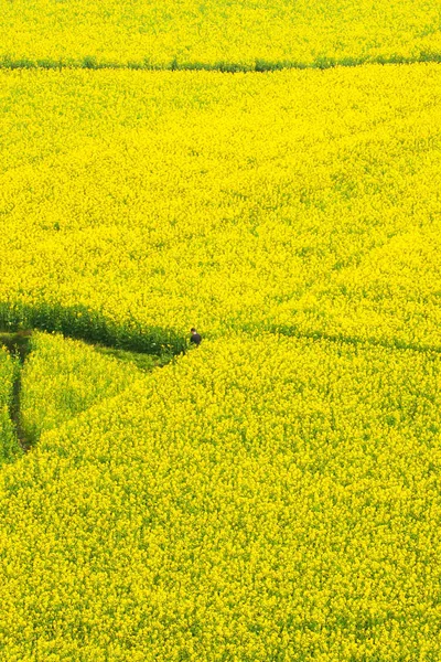 Malerische Luftaufnahme Eines Mannes Steht Allein Senffeld Voller Blüte Ländliche — Stockfoto