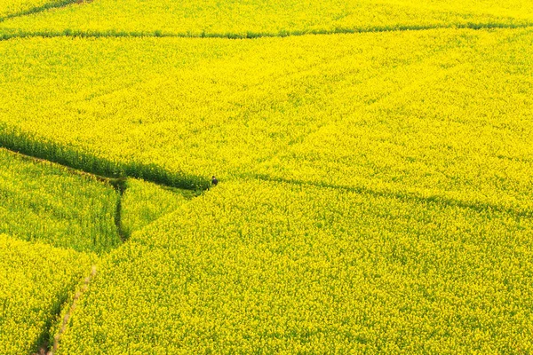 Malerische Luftaufnahme Eines Mannes Steht Allein Senffeld Voller Blüte Ländliche — Stockfoto