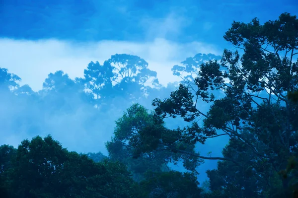 Mystic aerial view of primeval forest in blue misty, silhouette large banyan tree in the foreground. Khao Yai National Park, Thailand, UNESCO World Heritage Site. Selective focus.