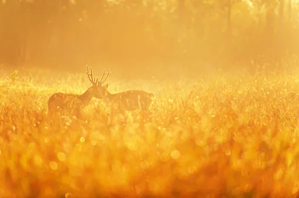 秋の草原での交尾儀式のための2人の男性ホッグ鹿の戦いは 日の出に輝く朝の露 交尾期の自然シーン — ストック写真