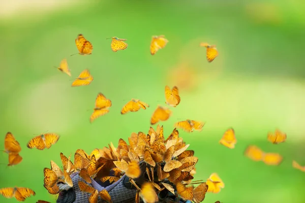 小さなヒョウ蝶の魔法の群れは 朝の光の中でハイキングシューズに餌を与えます ハイキングシューズにオレンジ色の蝶のフィードの幻想的な群れ 秋の移行の自然シーン — ストック写真