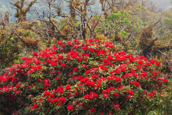 秋にはツツジが咲き 朝の霧の中で山の頂上に赤いシャクナゲが咲きます — ストック写真