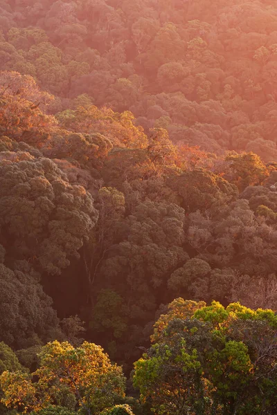 Vista Aérea Mágica Del Dosel Del Bosque Primitivo Cálido Amanecer —  Fotos de Stock