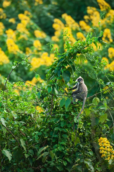 Ein Phayres Blattaffe Sitzt Auf Dem Baldachin Eines Wilden Baumes — Stockfoto