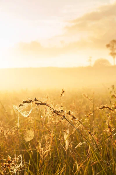 Brillante Telaraña Colgando Flores Hierba Amanecer Telaraña Brillante Rocío Mañana — Foto de Stock