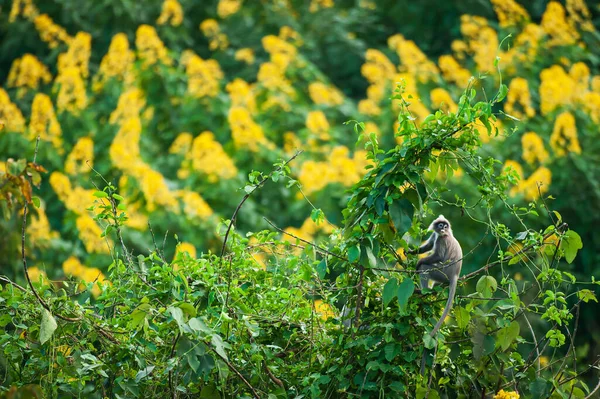 원숭이 마리가야 생나무의 뒤에서 카시아 피운다 야생동물 보호구역 — 스톡 사진