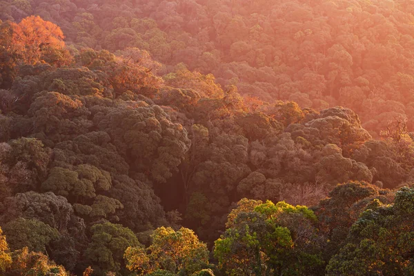 Vista Aérea Mágica Del Dosel Del Bosque Primitivo Cálido Amanecer —  Fotos de Stock