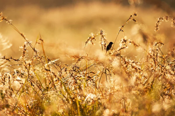 Pequeno Pássaro Preto Está Pousando Flor Grama Início Manhã Adorável — Fotografia de Stock