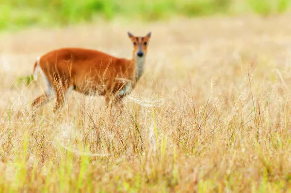 Abstract Spinnenweb Hangend Gras Fawn Wazig Achtergrond Nationaal Park Khao — Stockfoto