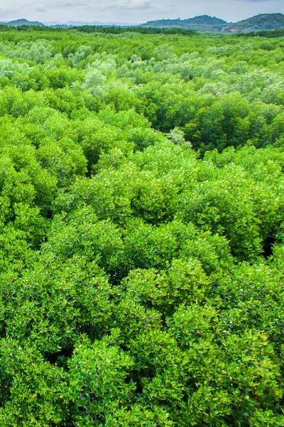 Aerial view of mangrove forest near a tropical coastline, abstract shape of branches and leaves of mangrove trees.