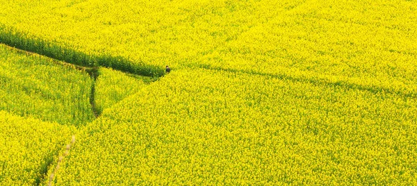 Malerische Luftaufnahme Eines Mannes Steht Allein Senffeld Voller Blüte Ländliche — Stockfoto