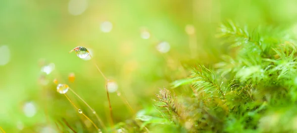 在热带雨林的绿色苔藓上拍摄的纯正雨滴的特写 明亮的绿色模糊了自然的背景 有选择的重点 — 图库照片