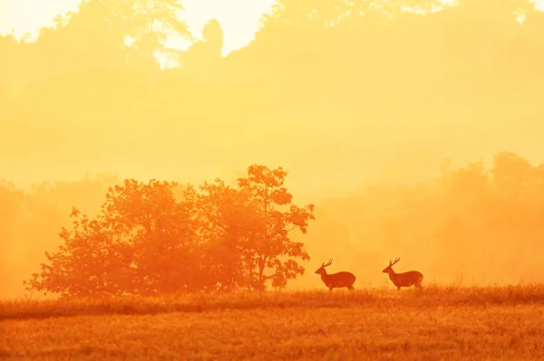 Twee Mannetjes Hog Deer Ontspannen Het Grasland Bij Zonsopgang Glinsterende — Stockfoto