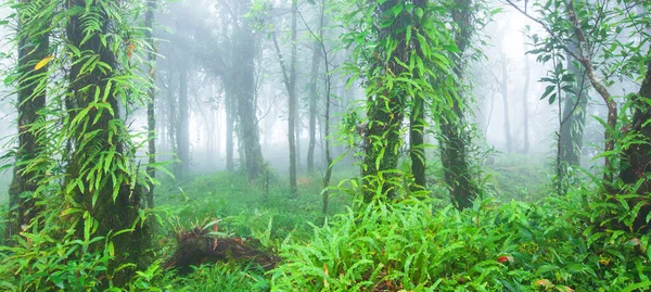 Pittoreska Landskap Urtida Tropisk Skog Morgondimman Grönskande Lövverk Orkidé Ormbunke — Stockfoto