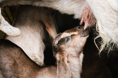 Bir keçi dadı çocuğunu emziriyor, anne keçi de güzel beyaz çocuğu ahşap barınakta emziriyor..