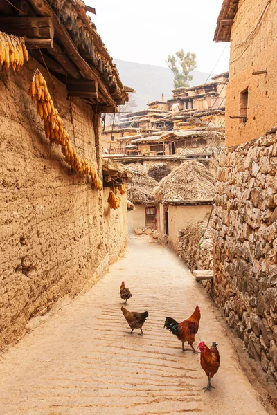 A flock of chicken walks on the alley in an ancient village, rural scene in Yunnan, China.