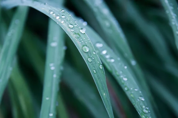 Close Shot Glowing Raindrops Top Grass Leaves Rain Top View — Stock Photo, Image