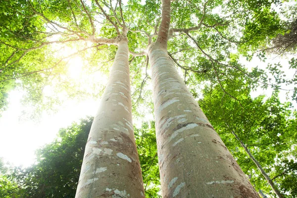 Низький Кут Зору Пари Великих Бананових Дерев Ростуть Тропічному Лісі — стокове фото