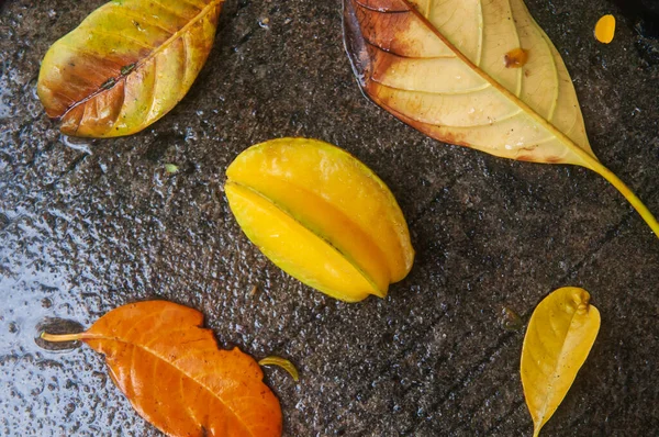 Fruta Madura Carambola Hojas Cae Suelo Hormigón Después Lluvia Vista —  Fotos de Stock