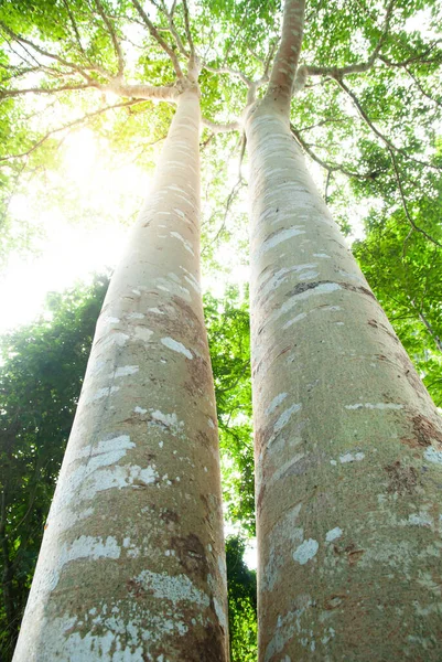 Низький Кут Зору Пари Великих Бананових Дерев Ростуть Тропічному Лісі — стокове фото